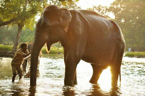 Explore the Dubare Elephant Camp Coorg