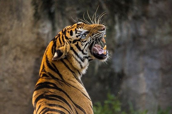 Explore Wildlife in the Nainital Zoo 