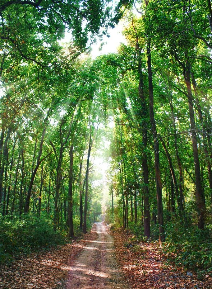 Jim Corbett National Park in Nainital Tourism 