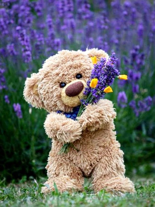 50 Happy Teddy Day Wishes & Messages for your LOVE